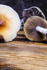 The Mexican magic mushroom is a psilocybe cubensis, whose main active elements are psilocybin and psilocin - Mexican Psilocybe Cubensis. An adult mushroom raining spores