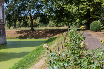 Obraz premium Eijsden castle garden a canal with water with algal bloom surrounding the building, a path, rose bushes and lush trees in the blurred background, sunny summer day in South Limburg, Netherlands