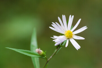 Obraz premium daisy flower
