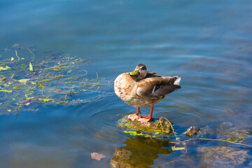Amazing wild duck on stone