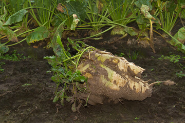 Harvested sugar beet, lying in the field