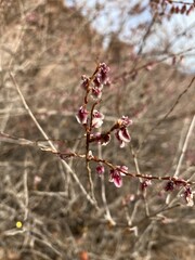 dragonfly on a branch