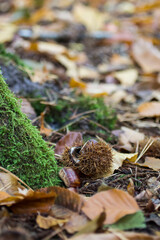 Récolte de châtaignes en forêt