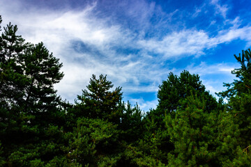 Fototapeta na wymiar pine trees against the sky