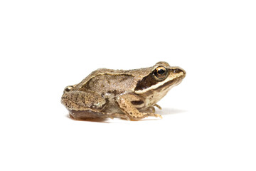 Fototapeta premium frog on a white background