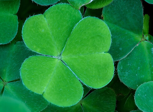 Shamrock macro