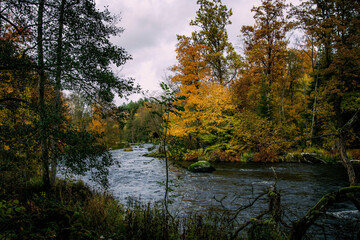 Fototapeta premium autumn in the forest
