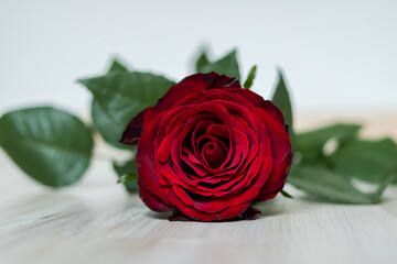 Close up of a red rose lying on the floor in a bedroom