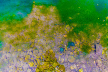 Fototapeta na wymiar Closeup of the water surface with blooming algae and spawning frog, green and yellow color with a slight reflection of sunlight, sunny day on the Maas (Meuse) river in South Limburg, the Netherlands