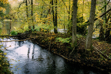 Fototapeta premium autumn in the woods