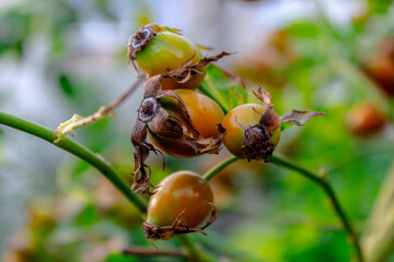 rose hip