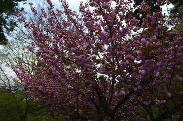 Exploring the temples and nature around Mount Fuji during Cherry Blossom on Honshu Island in Japan