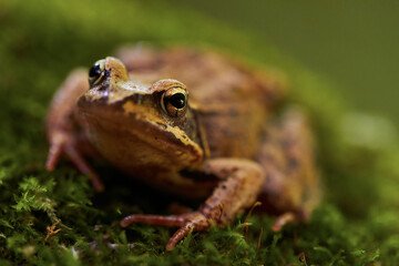 A sitting brown frog