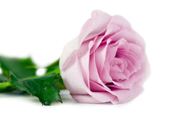Pink rose flower with drops of water isolated on a white background.