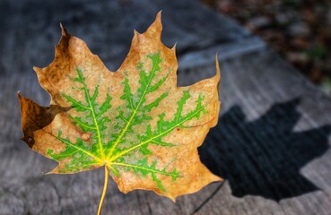autumn leaf