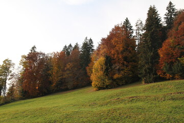 Natur, Landschaft, Herbst, Baum , Blätter , Schweiz, Wald, Reisen, Tourismus, Park , Grün, Travelling, Travel, Autmn, Autnm, Trip, Tourism,Switzerland, forest, tree, landscape, valley Mountain, Berg, 