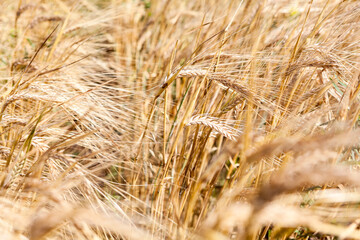 Close up view of golden wheatears on an agricultural field