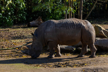 Naklejka premium White rhinoceros (latin Ceratotherium simum) almost the largest land animal and terrestrial mammal alive today but is endangered due to poaching for the ivory horns on their trunk