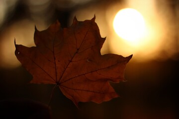 autumn leaf