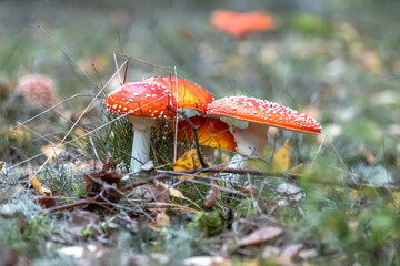 Several red toadstools growing together in the forest