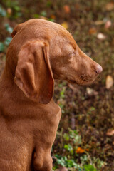 Close Up Puppy of Hungarian Short Haired Vizsla
