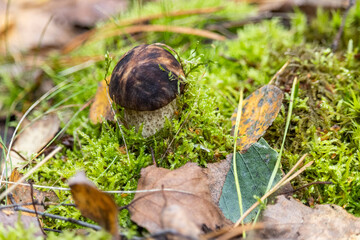 Edible mushroom ( leccinum gray)  graygrowing among moss