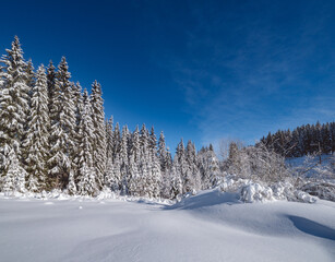 Alpine mountain snowy winter fir forest with snowdrifts