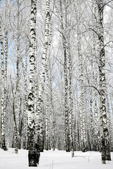 Fototapeta premium Trunks of winter birch trees on a sunny day with blue sky