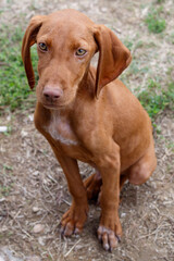 Close Up Puppy of Hungarian Short Haired Vizsla