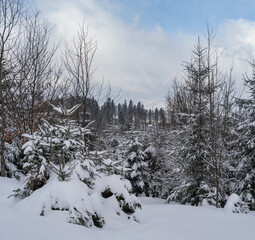 Alpine mountain snowy winter fir forest with snowdrifts