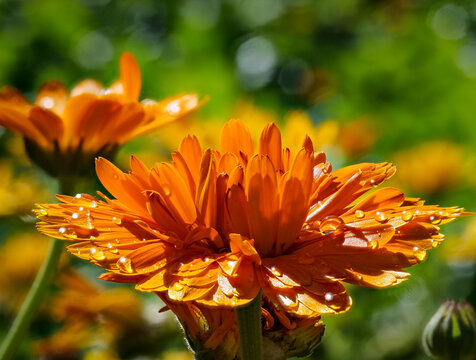 Orange Flower