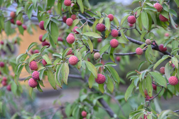 Fruits du cornus capitata en automne