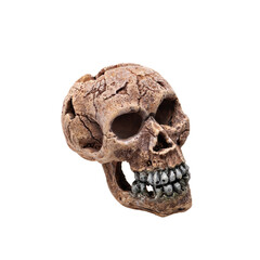 human skull isolated on white background