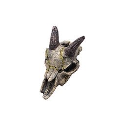 Skull of a horned animal isolated on white