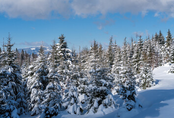 Alpine mountain snowy winter fir forest with snowdrifts