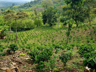 Fototapeta na wymiar Colombian coffee in the crops of my farm