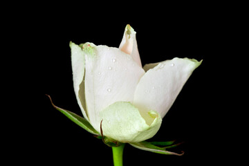 White rose flower with drops of water isolated on a black background.