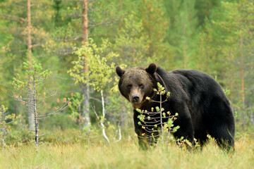 Naklejka na ściany i meble wild brown bear (ursus arctos)