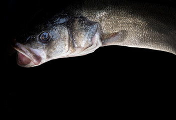 Sea Bass on a showcase of sea market, close-up. Freshly caught saltwater fish on black background with a copy space for your text.