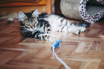 Portrait d'un adore chaton tigré à la maison