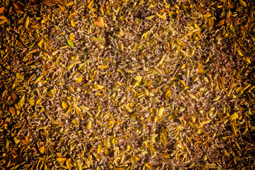 Background, texture of autumn dry leaves covered the ground.