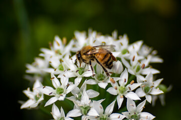 bee on a flower