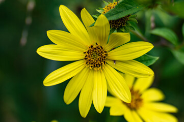 yellow flower