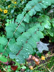 Rain drops on green leaves. Autumn. Kyiv, Ukraine