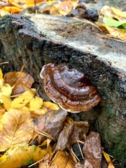 Mushroom on the tree. Golden autumn in Kyiv, Ukraine. Wood