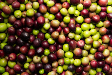 sfondo, olive,  olio