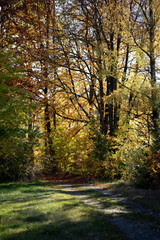 Fototapeta premium Wald im Herbst; Dorf