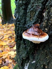 Mushroom on the tree. Golden autumn in Kyiv, Ukraine. Wood