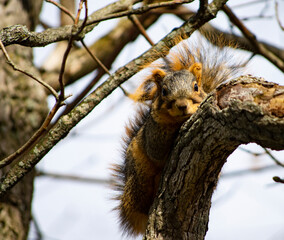 squirrel on tree