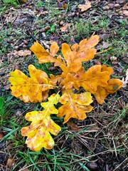 Golden autumn. Yellow, orange leaves. Kyiv, Ukraine